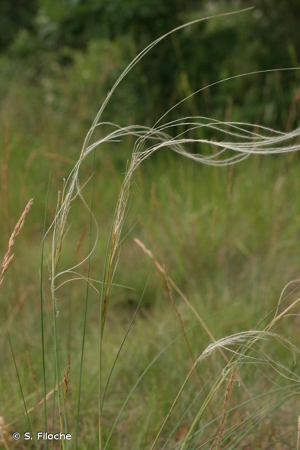 <i>Stipa gallica</i> Čelak., 1883 © S. Filoche