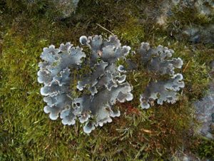 Peltigera canina Huopanahkajäkälä C V08 H4107.jpg © Anneli Salo