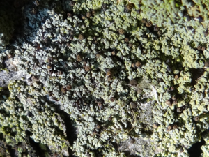 Micarea prasina BP2 (1).JPG © Jerzy Opioła