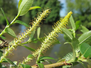 <i>Salix triandra</i> L., 1753 © H. TINGUY