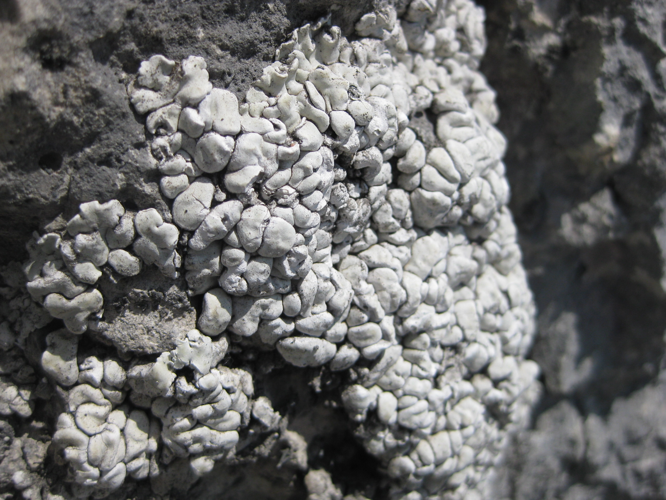 Toninia candida 1.jpg © Thorsten Hartmann