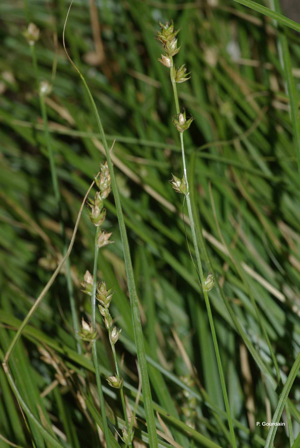 <i>Carex divulsa</i> Stokes, 1787 © P. Gourdain