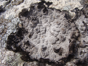 Lasallia pustulata.001 - Islas Cies.JPG © Drow_male