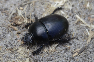 <i>Sericotrupes niger</i> (Marsham, 1802) © J. Touroult