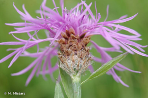 <i>Centaurea decipiens</i> Thuill., 1799 © M. Mistarz