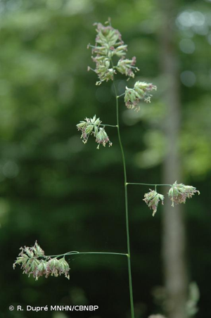 <i>Dactylis glomerata </i>subsp.<i> glomerata</i> L., 1753 © R. Dupré MNHN/CBNBP