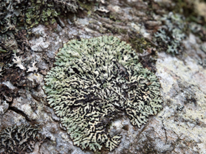 Blattflechte Menegazzia terebrata OhWeh-004.jpg © OhWeh