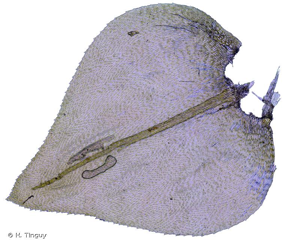 <i>Eurhynchium angustirete</i> (Broth.) T.J.Kop., 1967 © H. Tinguy