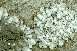 Parmelia saxatilis - Lindsey.jpg © James Lindsey