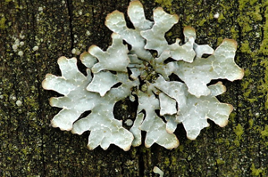 Parmelia sulcata - Lindsey.jpg © James Lindsey