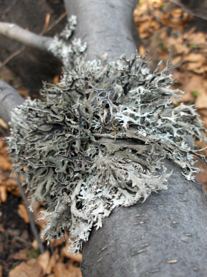 Pseudeverniafurfuracea.jpg © User:Stemonitis