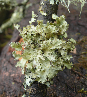Platismatia glauca 060408.jpg © Bernd Haynold
