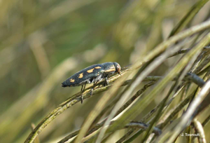 <i>Buprestis novemmaculata</i> Linnaeus, 1767 © J. Touroult