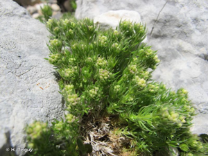 <i>Galium pusillum</i> L., 1753 © H. Tinguy