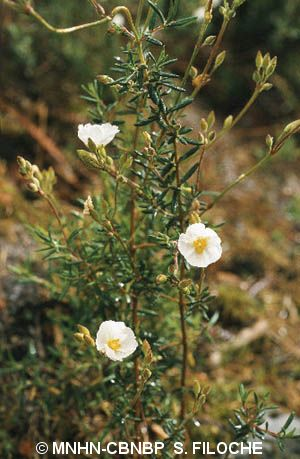 <i>Cistus umbellatus</i> L., 1753 © MNHN-CBNBP S. Filoche