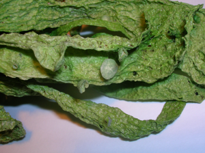 Ramalina fraxinae ascocarp.JPG © Rosser1954 Roger Griffith