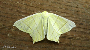 <i>Ourapteryx sambucaria</i> (Linnaeus, 1758) © F. Michalke