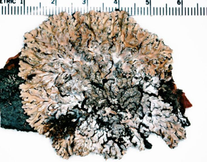 Physconia detersa.jpg © Ed Uebel