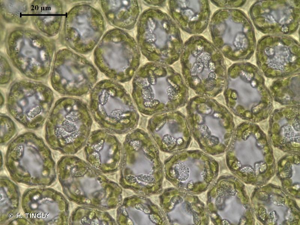 <i>Trilophozia quinquedentata</i> (Huds.) Bakalin, 2005 © H. TINGUY