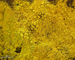 Gold Dust Lichen (3816260916).jpg © Jason Hollinger
