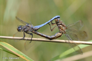 <i>Orthetrum coerulescens coerulescens</i> (Fabricius, 1798) © Ph. Flammant