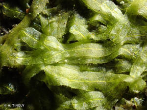<i>Metzgeria furcata</i> (L.) Dumort. © H. TINGUY