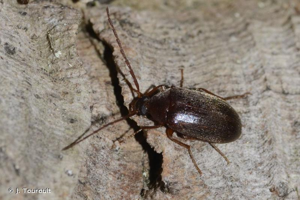 <i>Hymenalia rufipes</i> (Fabricius, 1792) © J. Touroult