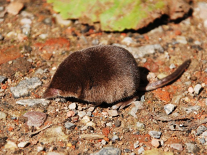 Sorex minutus.jpg © Importé sur Commons par Salix. Sur Flikr par Polandeze