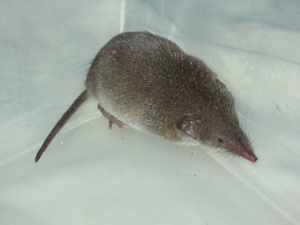 Common Shrew.jpg © Sjonge at English Wikipedia