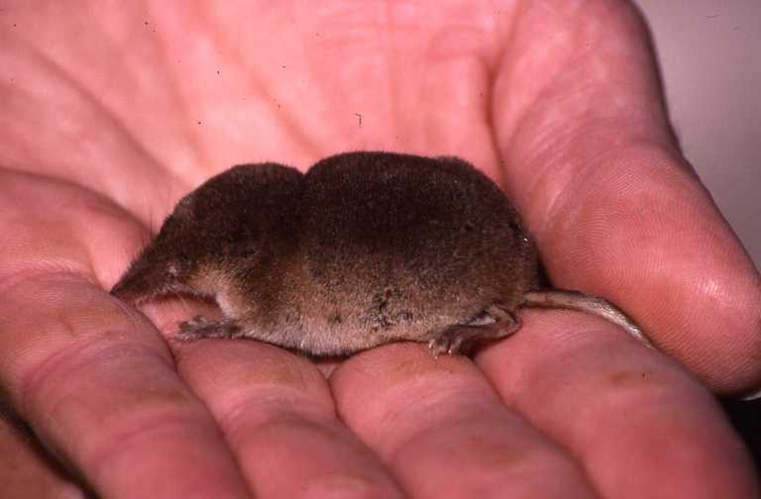 Sorex coronatus.jpeg &copy; Simon J. Tonge