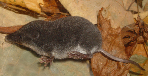 Neomys anomalus.jpg © Mnolf (talk · contribs)