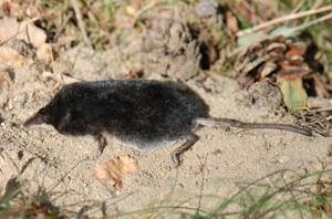 Crossope aquatique © Accipiter (R. Altenkamp, Berlin)