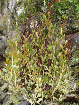 <i>Asplenium </i>x<i> alternifolium</i> Wulfen, 1781 © H. Tinguy