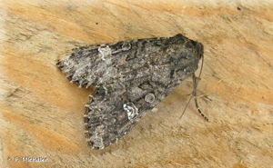 <i>Mamestra brassicae</i> (Linnaeus, 1758) © F. Michalke