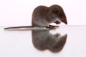 Gartenspitzmaus.jpg © Sebastian Ritter