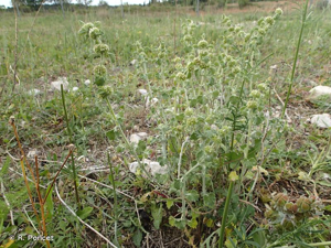 <i>Marrubium vulgare</i> L., 1753 © A.-H. Paradis & R. Poncet