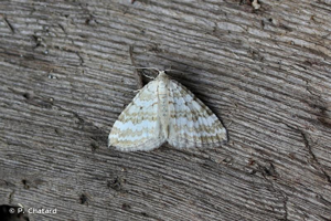 <i>Perizoma albulata</i> (Denis & Schiffermüller, 1775) © P. Chatard