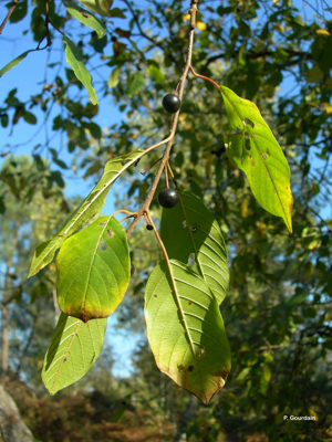 <i>Frangula alnus </i>subsp.<i> alnus</i> Mill., 1768 © P. Gourdain