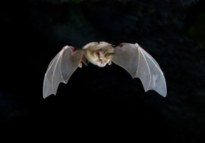 Rhinolophus mehelyi.jpg © F. C. Robiller / naturlichter.de