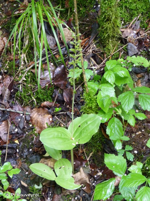 <i>Neottia ovata</i> (L.) Bluff & Fingerh., 1837 © P. Rouveyrol