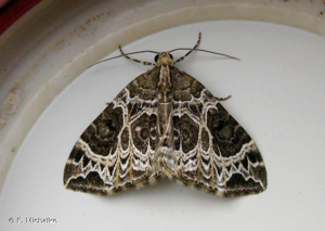 <i>Ecliptopera silaceata</i> (Denis & Schiffermüller, 1775) © F. Michalke