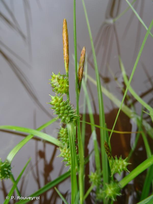 <i>Carex demissa</i> Vahl ex Hartm., 1808 © P. Rouveyrol