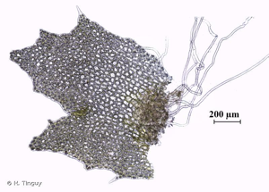 <i>Schistochilopsis incisa</i> (Schrad.) Konstant., 1994 © H. Tinguy