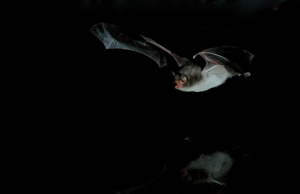 Myotis capaccinii 0105b.jpg © Joxerra Aihartza