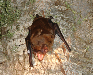 Grande noctule © Popa-Lisseanu AG, Delgado-Huertas A, Forero MG, Rodríguez A, Arlettaz R, & Ibáñez C