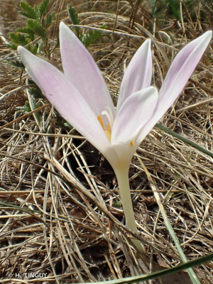 <i>Colchicum longifolium</i> Castagne, 1845 © H. TINGUY
