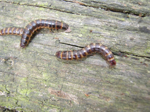 <i>Diacanthous undulatus</i> (De Geer, 1774) © B. Calmont