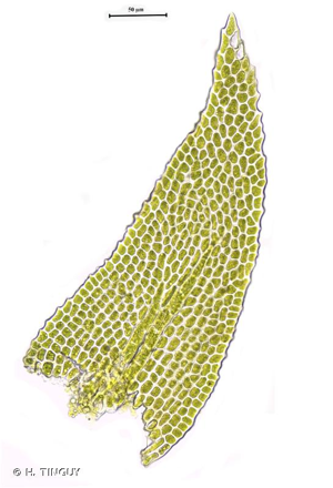 <i>Heterocladium flaccidum</i> (Schimp.) A.J.E.Sm., 2006 © H. TINGUY