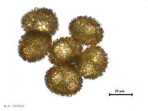 <i>Microbryum davallianum</i> (Sm.) R.H.Zander, 1993 © H. TINGUY