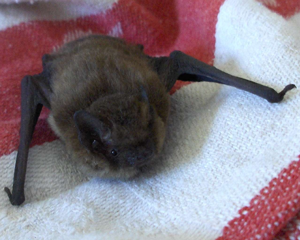 Pipistrelle pygmée © Magne Flåten